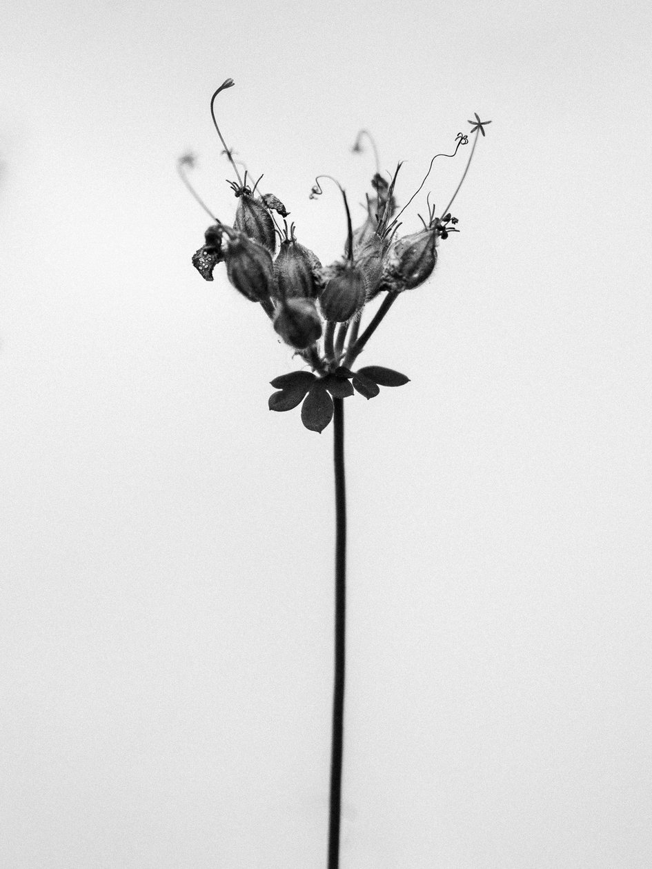 Amid the Flowers 42, 2021 (f/w fotó) alkotó: Teis Albers