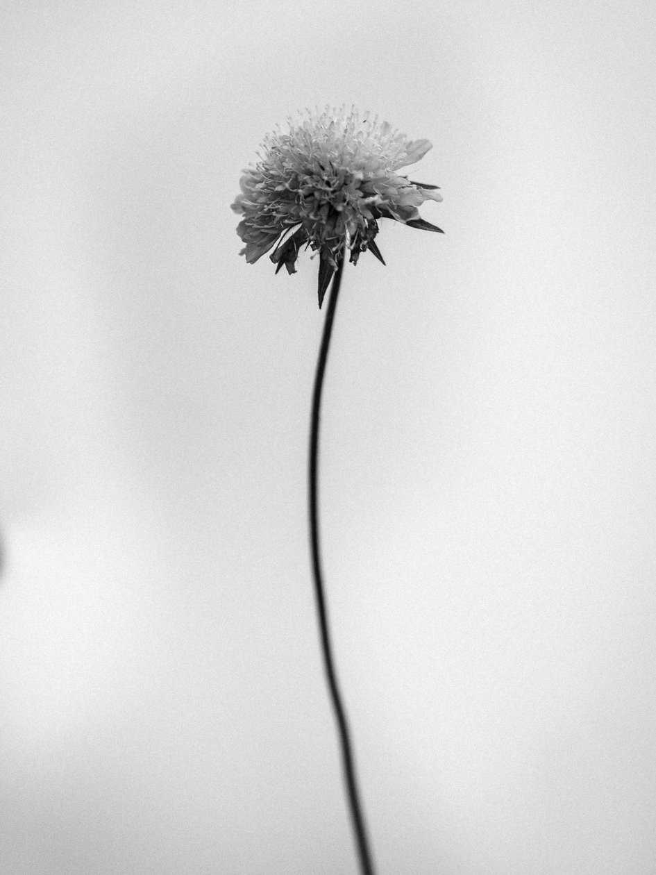 Amid the Flowers 44, 2021 (f/w fotó) alkotó: Teis Albers