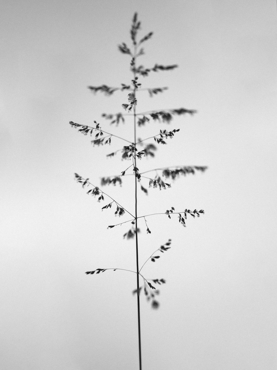 Amid the Flowers 46, 2021 (f/w fotó) alkotó: Teis Albers