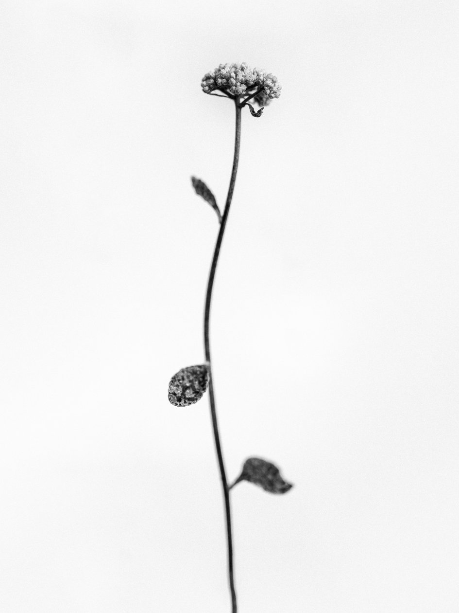 Amid the Flowers 50, 2021 (f/w fotó) alkotó: Teis Albers