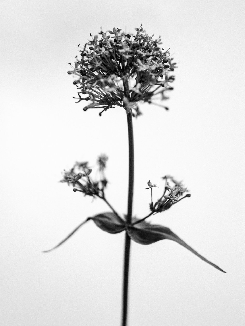 Amid the Flowers 53, 2021 (f/w fotó) alkotó: Teis Albers