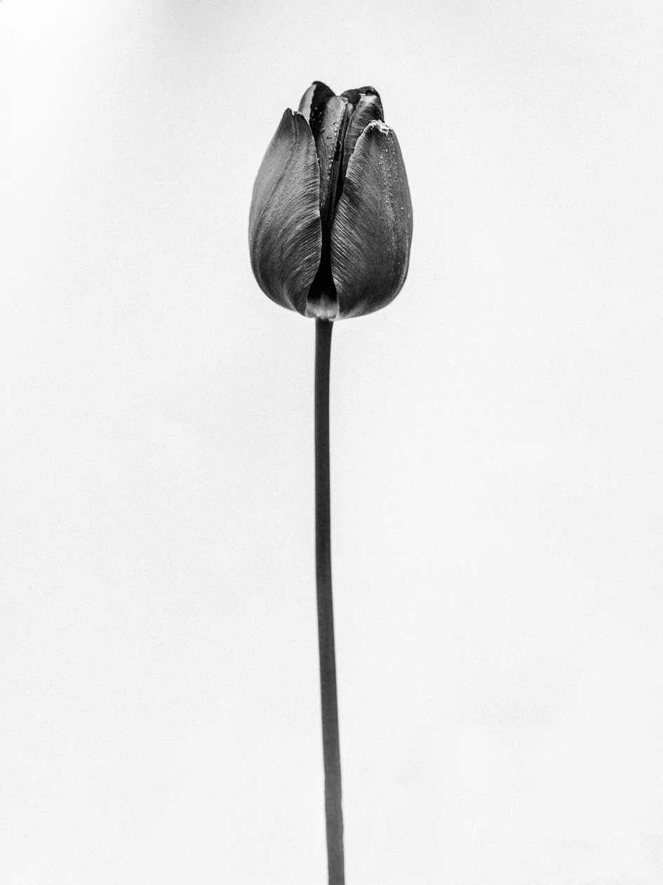 Amid the Flowers 63, 2021 (f/w fotó) alkotó: Teis Albers