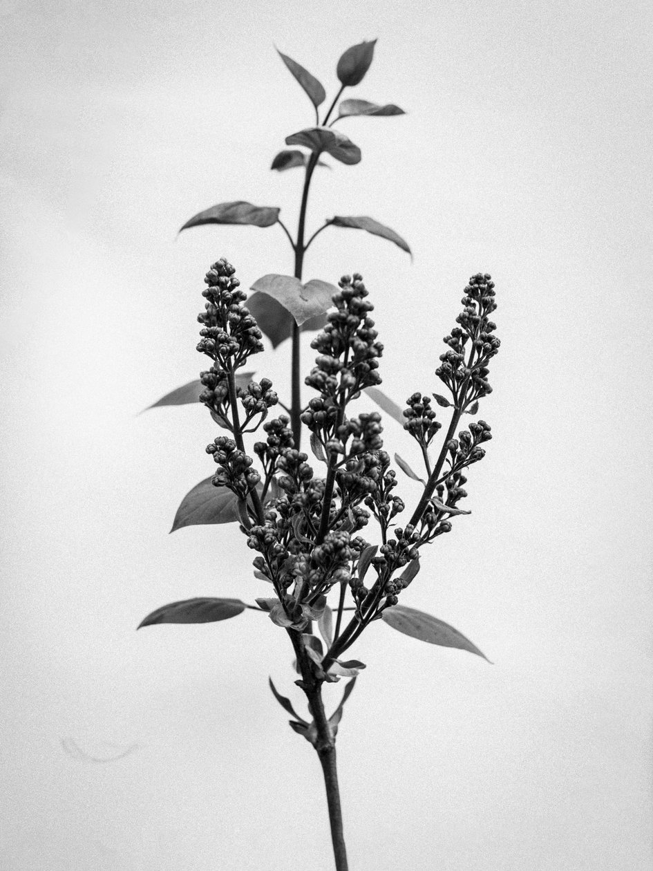 Amid the Flowers 66, 2021 (f/w fotó) alkotó: Teis Albers