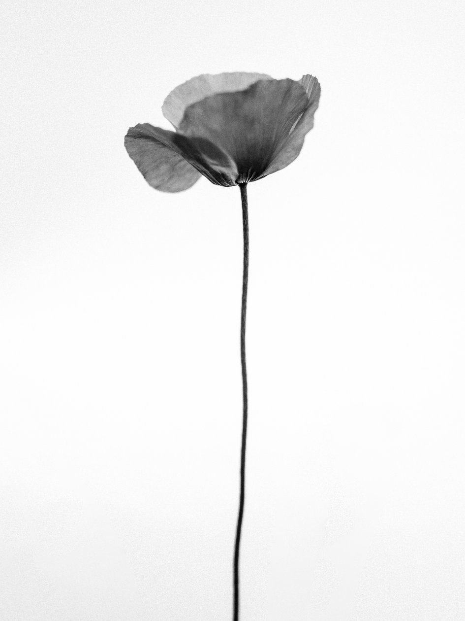 Amid the Flowers 68, 2021 (f/w fotó) alkotó: Teis Albers