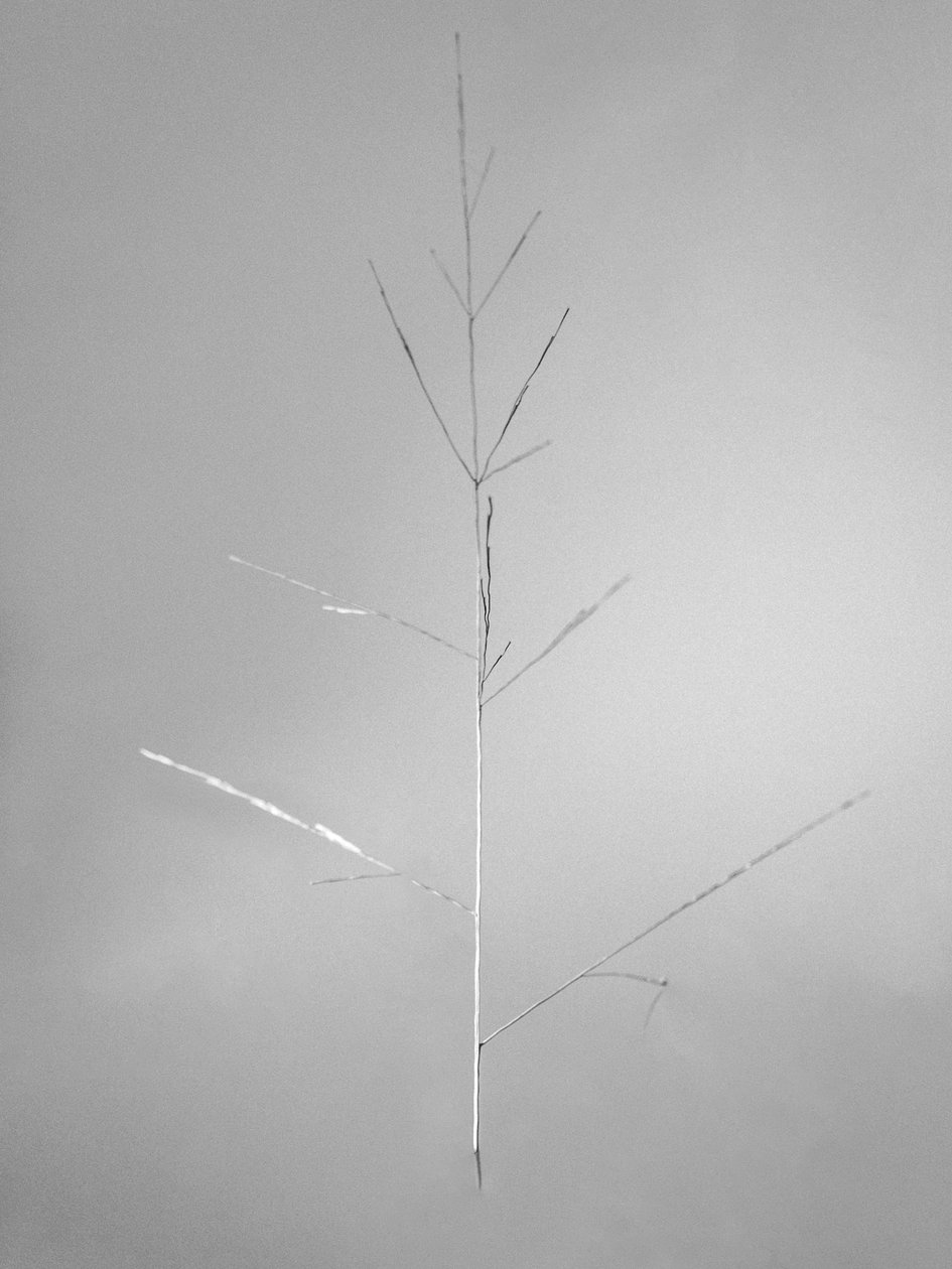 Amid the Flowers 69, 2021 (f/w fotó) alkotó: Teis Albers