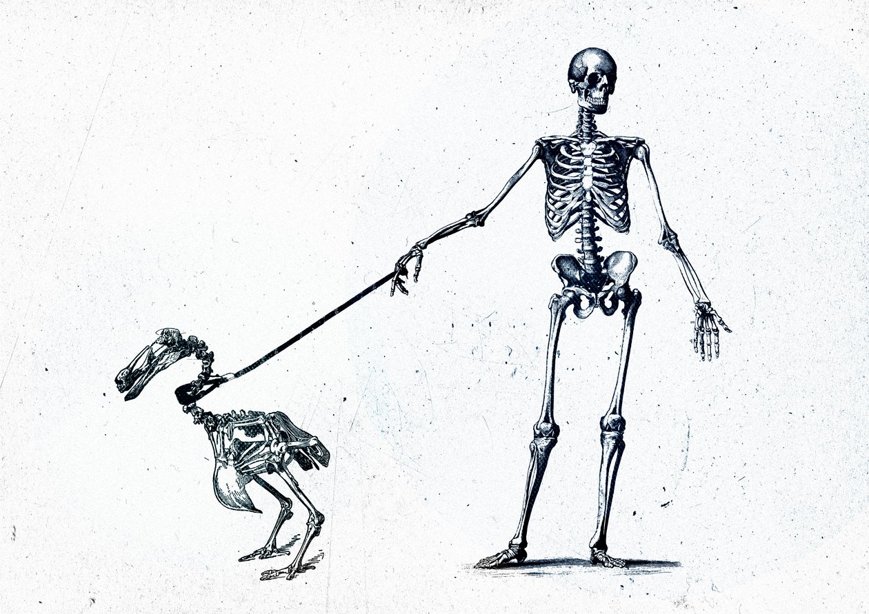 Walking my dodo, 2015 (vegyes technika, vászon) alkotó: Teis Albers