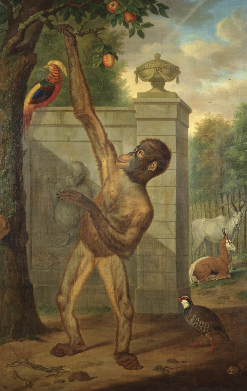Orángután a V. Willem Stadholder állatkertjéből, almát szedve alkotó: Tethart Philipp Christian Haag