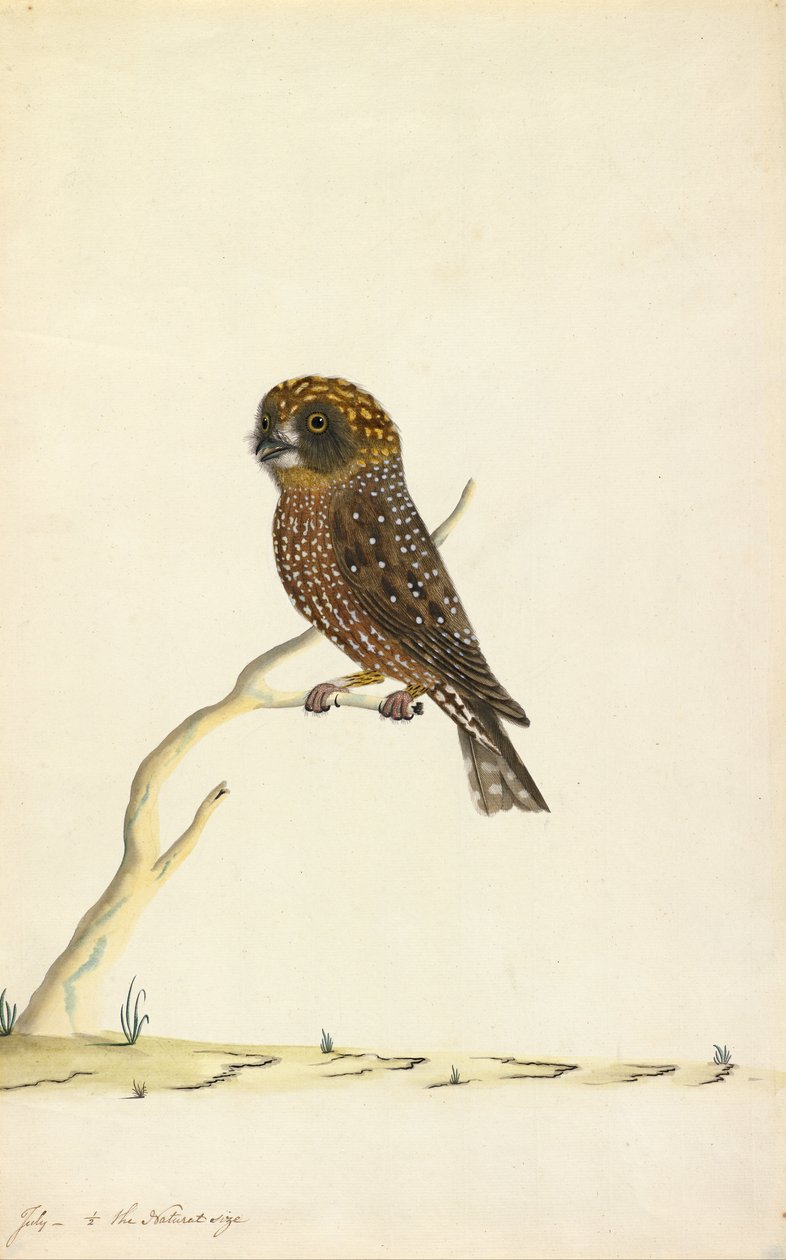 Boobook bagoly alkotó: The Sydney Bird Painter