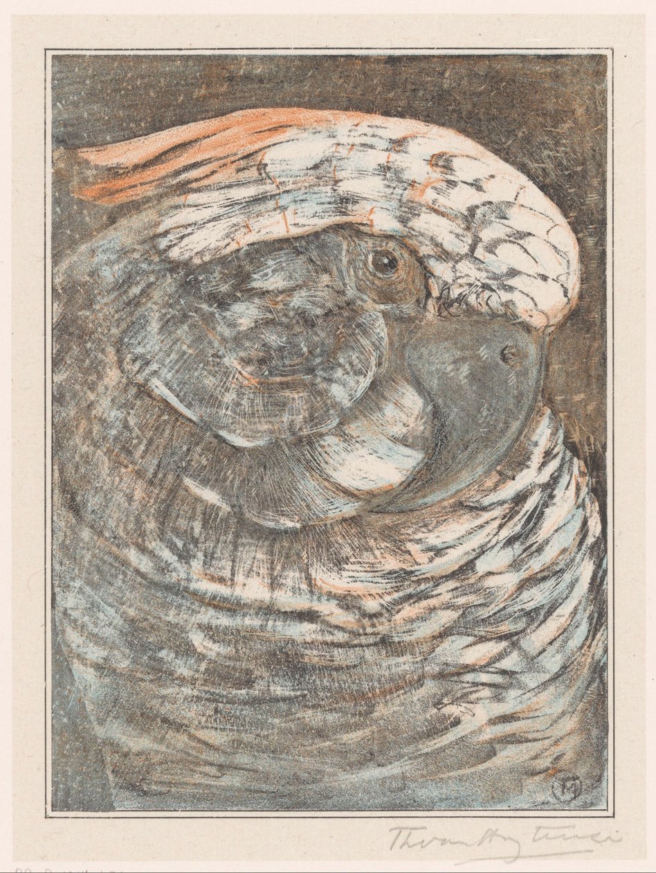 Egy papagáj feje alkotó: Theo van Hoytema (signed by artist)