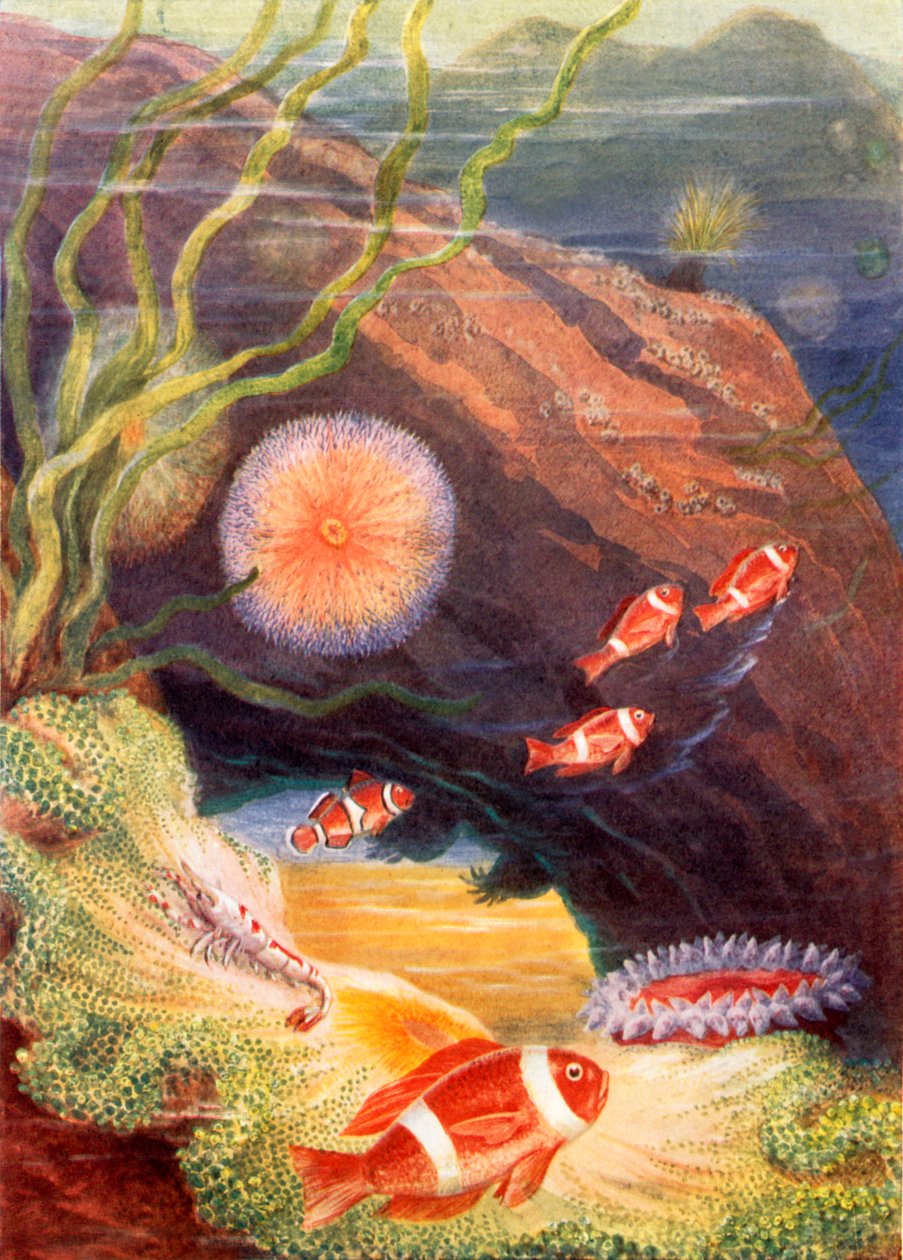  alkotó: Theobald Carreras