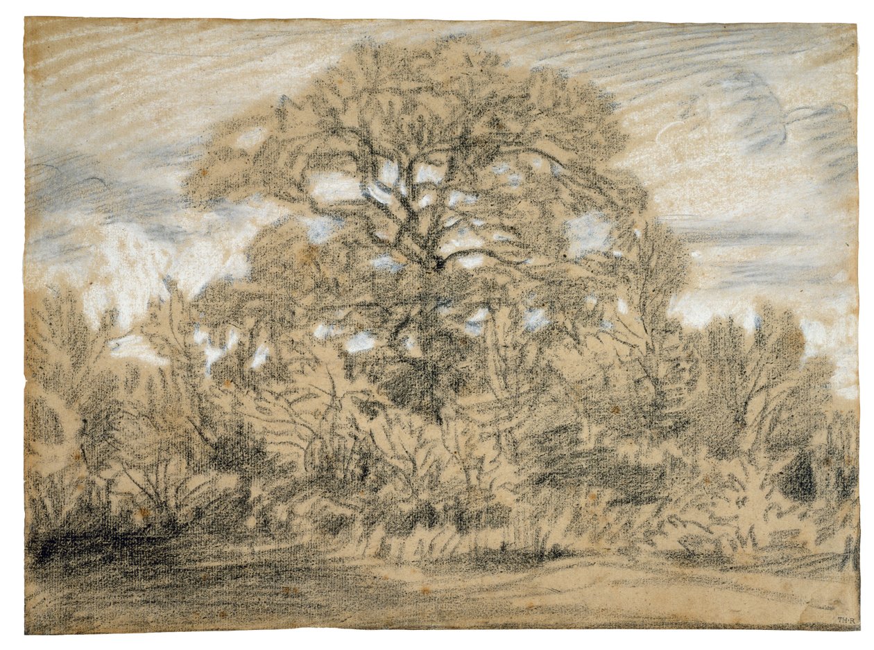 Tanulmány egy tölgyfáról, 1862 körül (fekete-fehér kréta fektetett papíron) alkotó: Pierre Etienne Theodore Rousseau