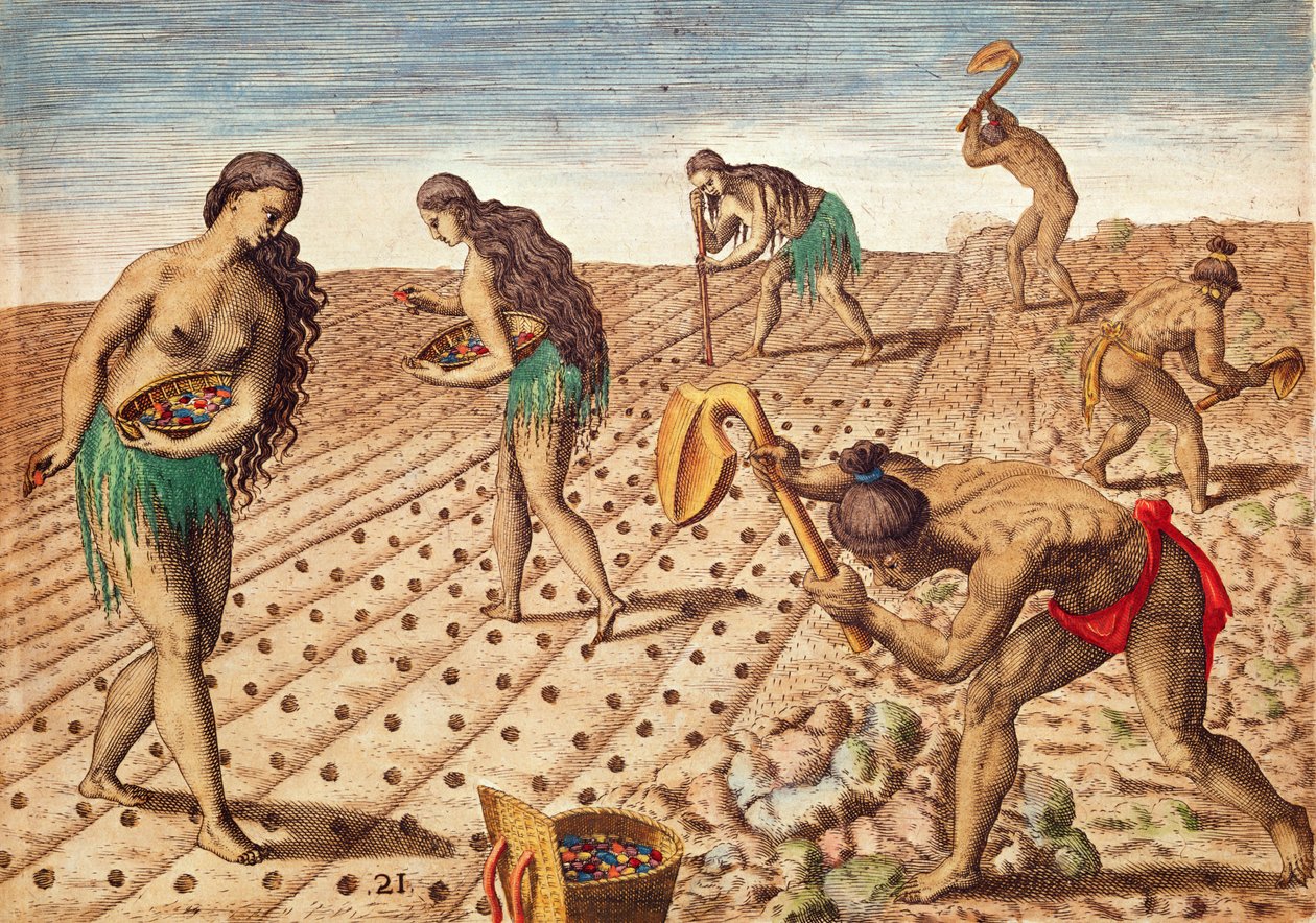 Brevis Narratio, Kultúra és magvetés, 1563 (színes metszet) alkotó: Theodore de Bry