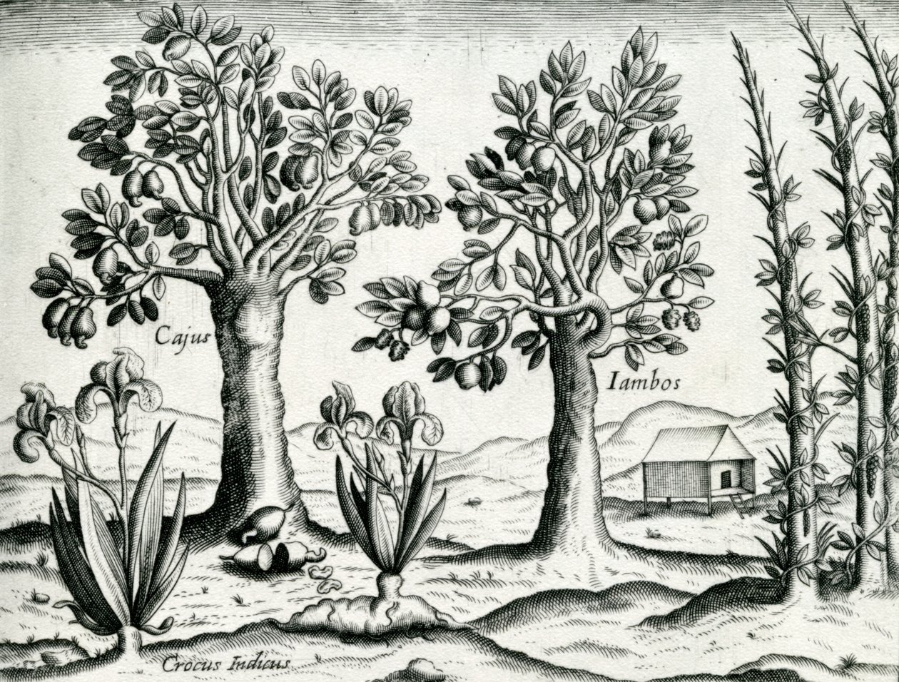 Tájkép, illusztráció az "India Orientalis"-ból, 1598 alkotó: Theodore de Bry