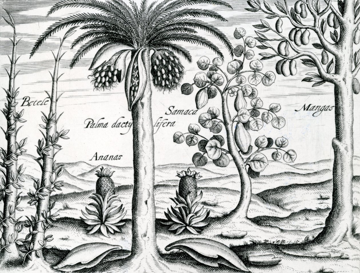 Táj, illusztráció az „India Orientalis”-ból, 1598 alkotó: Theodore de Bry