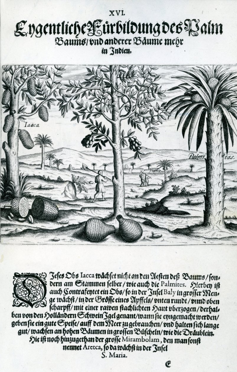 Táj, illusztráció az „India Orientalis”-ból, 1598 alkotó: Theodore de Bry