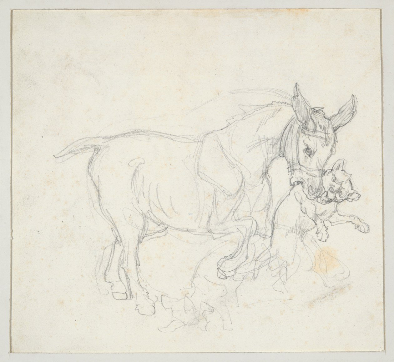 Szamár, amely a szájában tart egy kutyát (előlap); Vázlat: kutyák által üldözött szarvas, szarvastehén feje (hátlap) alkotó: Theodore Gericault
