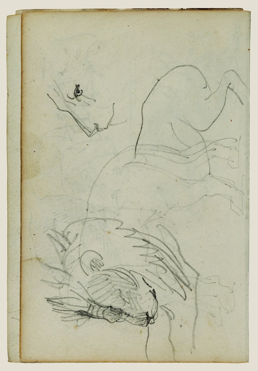 Oroszlán tanulmányok alkotó: Theodore Gericault