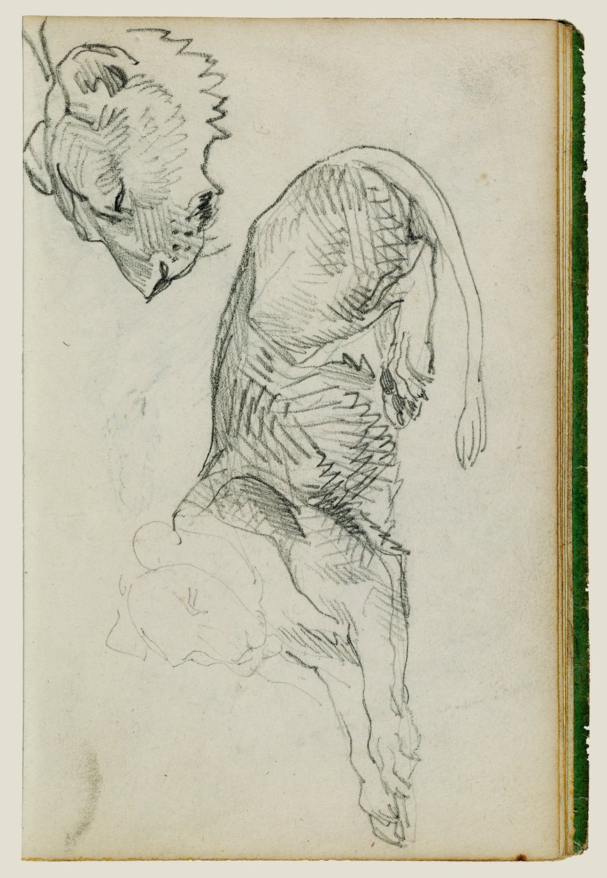 Ülő oroszlán, oroszlánhölgy feje alkotó: Theodore Gericault