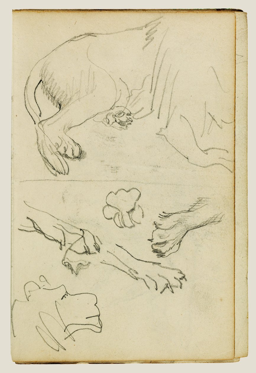 Különböző tanulmányok az oroszlán lábáról, mancsáról és fejéről alkotó: Theodore Gericault