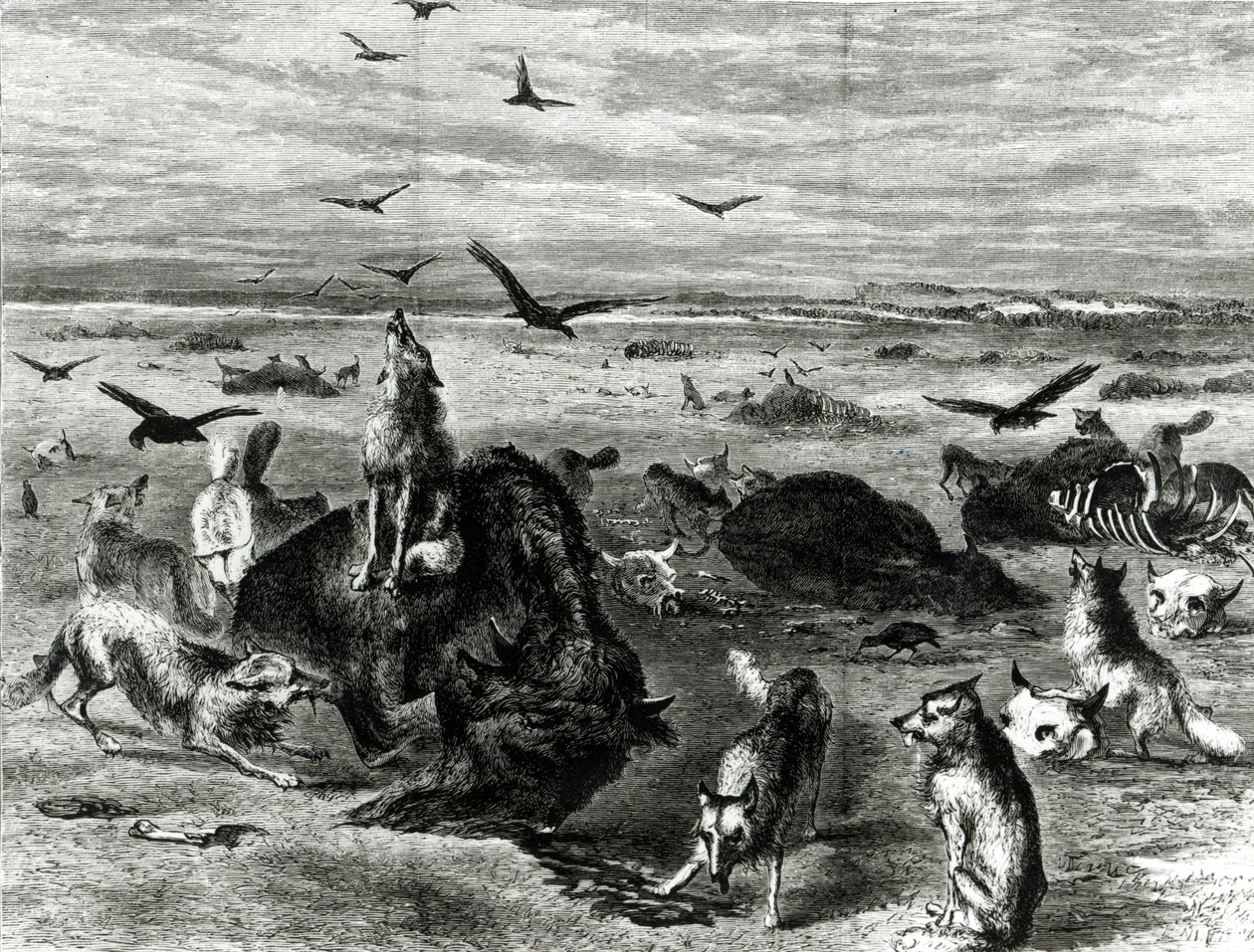 Bivalyok levágása a síkságon, a Harpers Weekly 1872-ből alkotó: Theodore Russell Davis