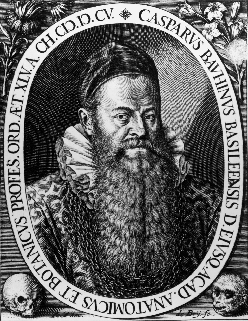 Gaspard BAUHIN (1560-1624) portréja, Theodore de Bry svájci botanikus metszete alkotó: Theodore de Bry