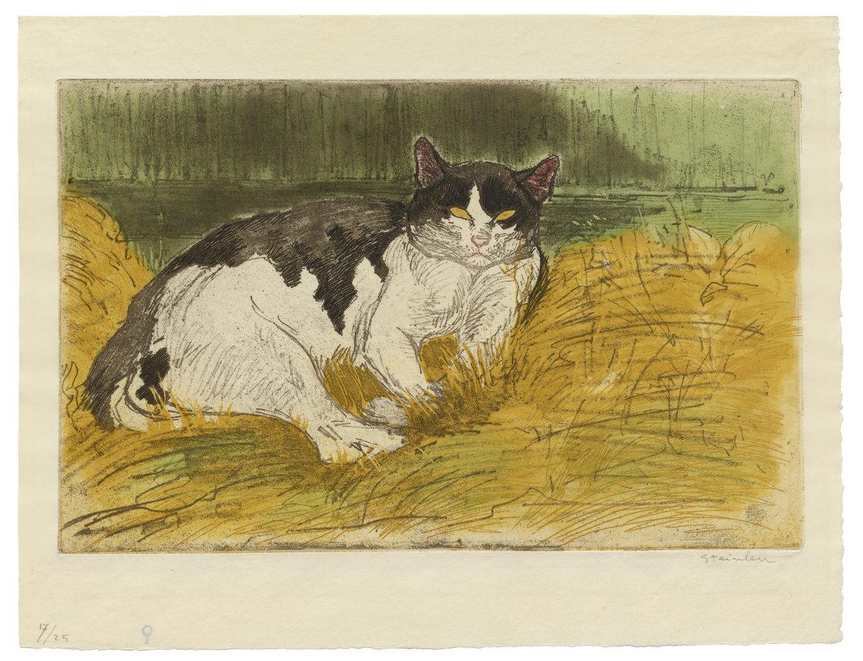 Régi fekete-fehér macska a fűben alkotó: Théophile Alexandre Steinlen