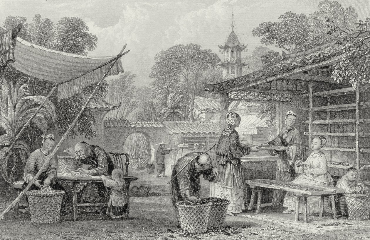 Selyemhernyók etetése és gubók válogatása, vésette A. Willmore alkotó: Thomas Allom