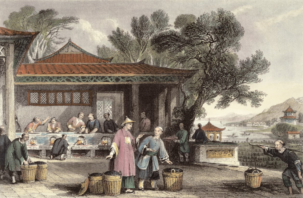 A tea termesztése és elkészítése, George Newenham Wright (1790-1877 körül) "Kína egy sorozatban" című művéből (1843). alkotó: Thomas Allom