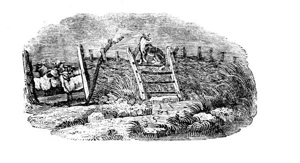 A Sheep Dog és Sheep Fold a History of British Madarak és négylábúak története alkotó: Thomas Bewick