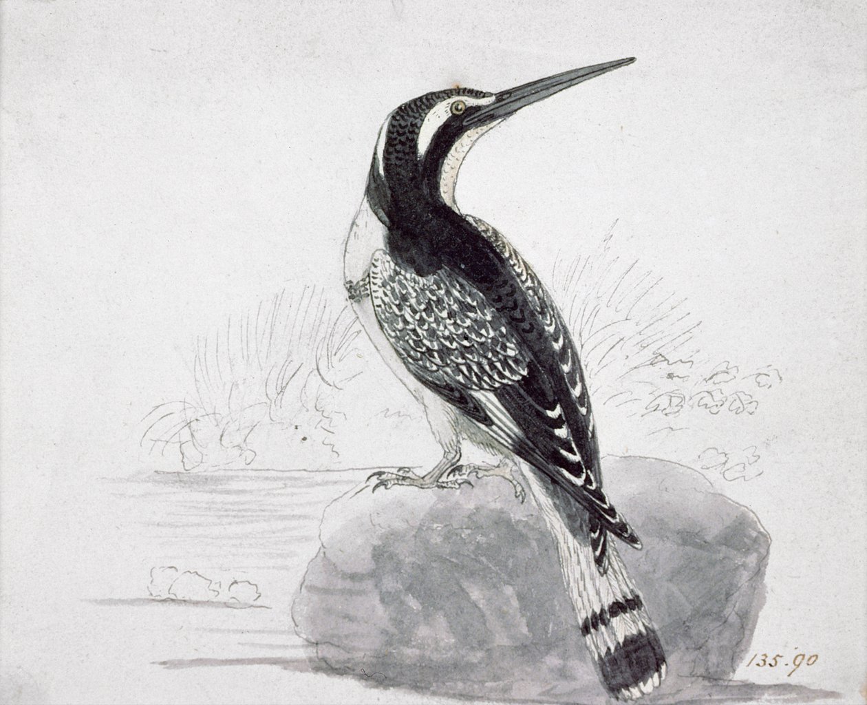 Fekete-fehér jégmadár alkotó: Thomas Bewick