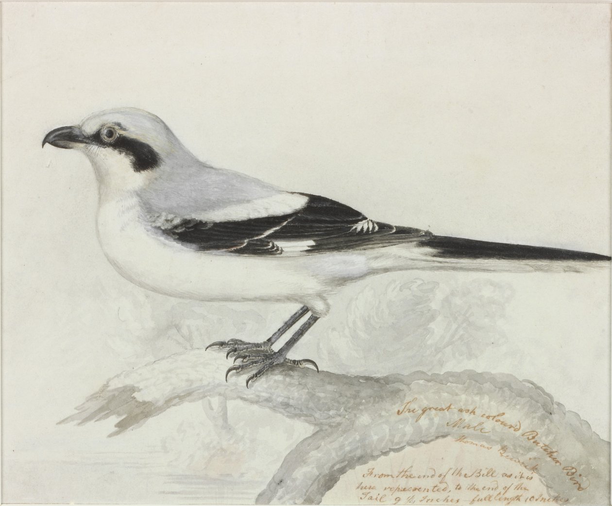 A nagy hamuszínű hentesmadár (tinta) alkotó: Thomas Bewick