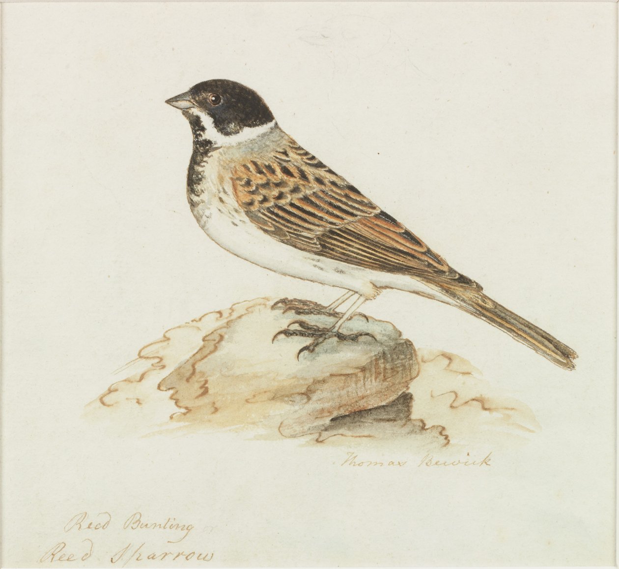 A nádi veréb (testszín) alkotó: Thomas Bewick