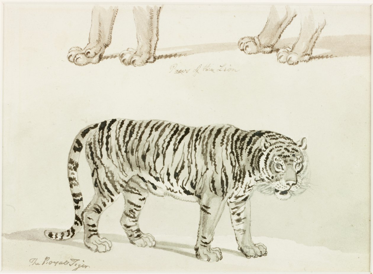 Királytigris (tinta papíron) alkotó: Thomas Bewick
