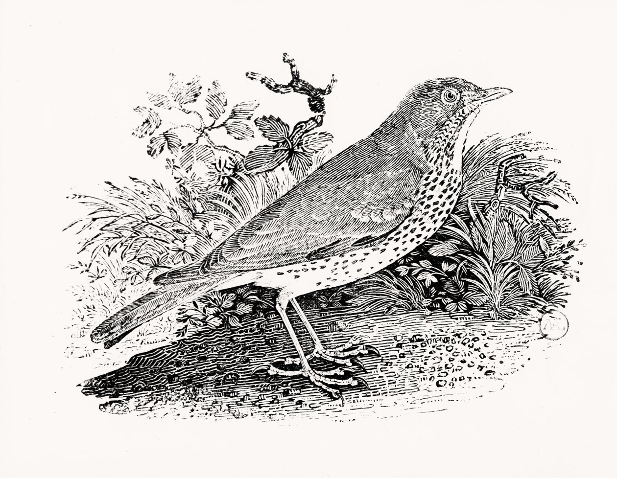 The Throstle Thrush from History of British Birds and Quadrupeds alkotó: Thomas Bewick