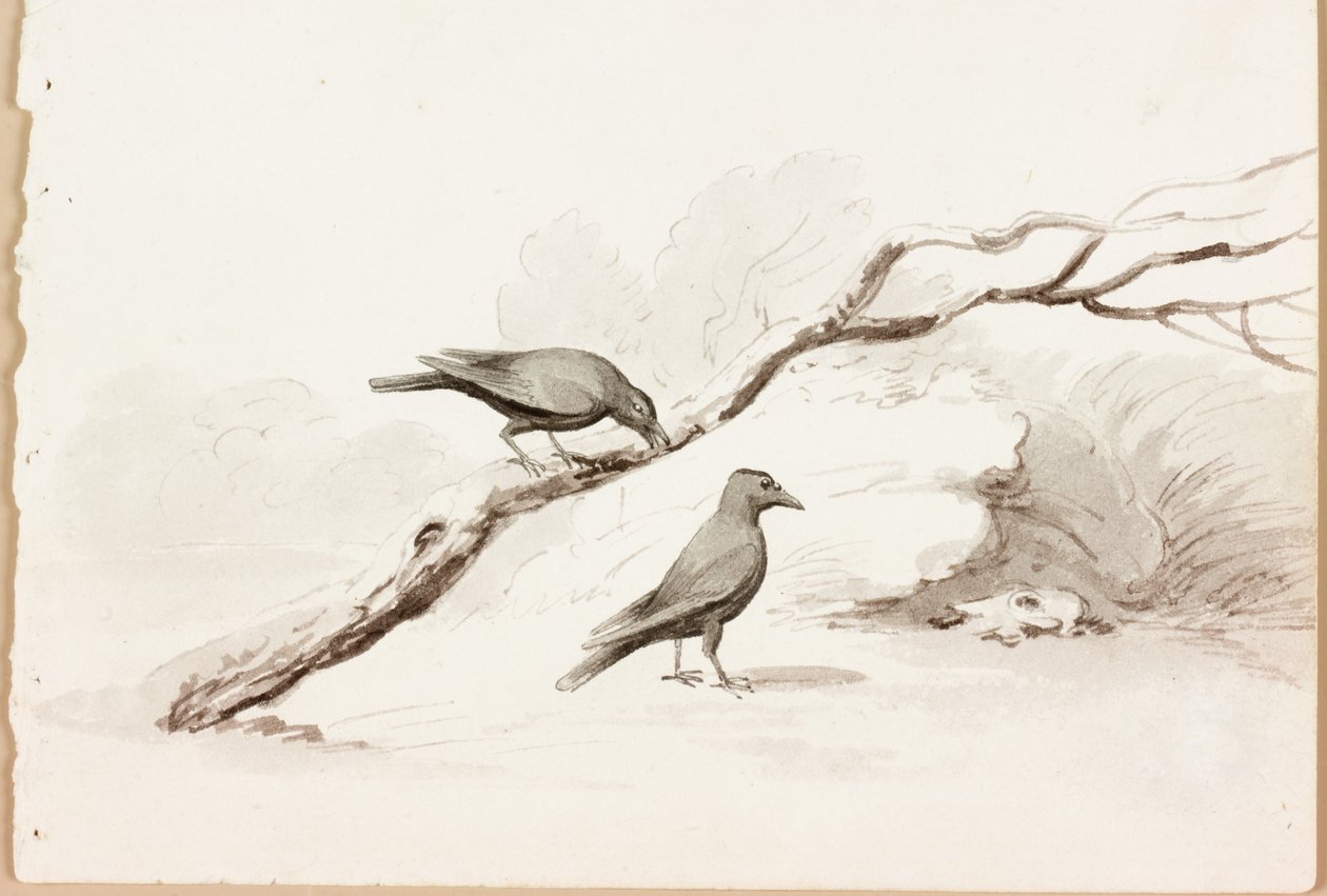 Két fekete varjú (tinta a papíron) alkotó: Thomas Bewick