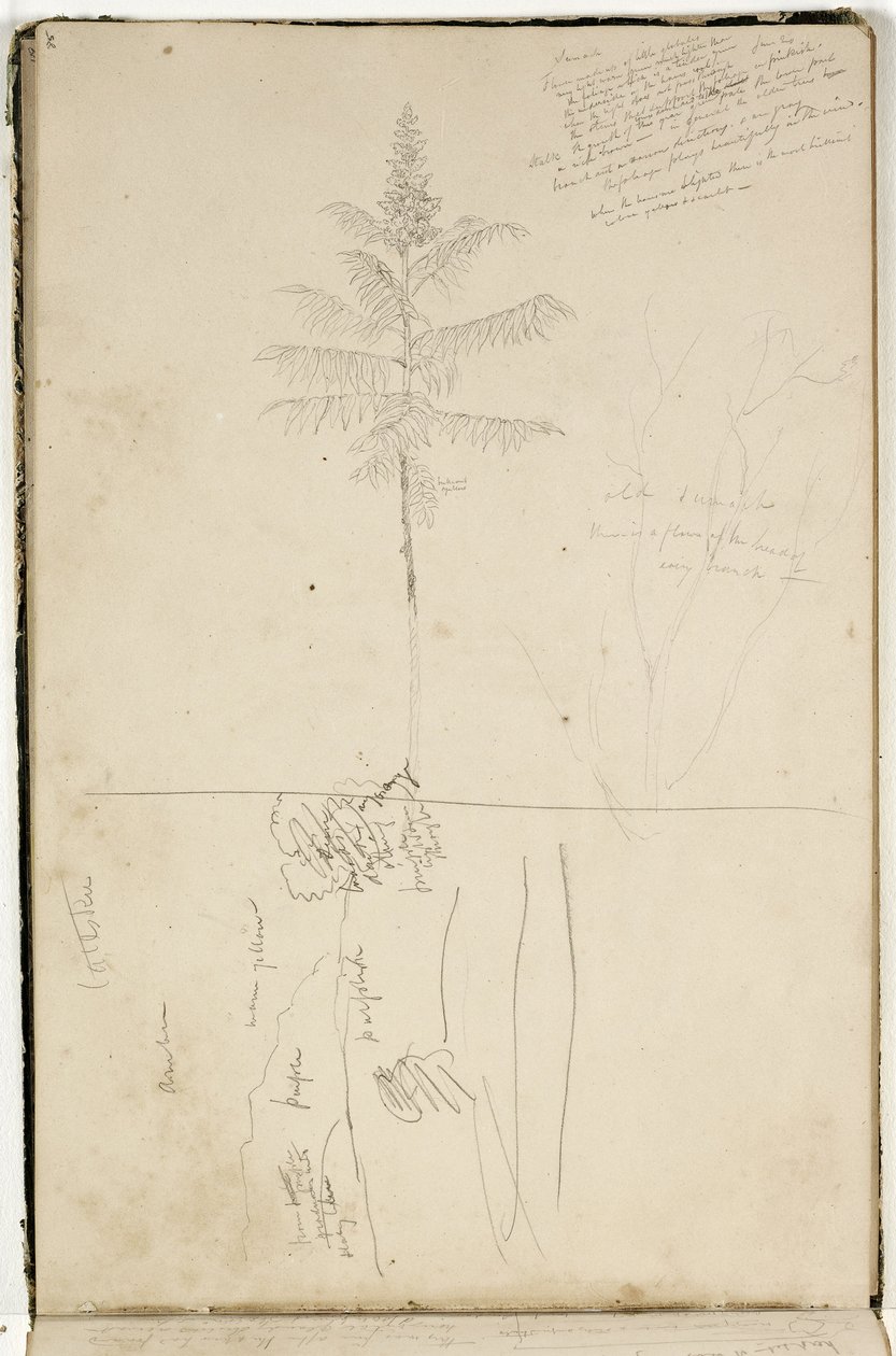 Cím nélkül, Catskill-táj vázlata és Sumack-fa tanulmánya, 1832 körül (grafitceruza törtfehér szőtt papíron) alkotó: Thomas Cole