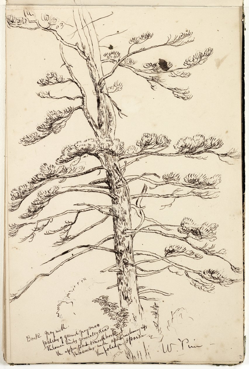 White Pine, 1832 körül (toll és tinta ceruza fölött, papíron) alkotó: Thomas Cole
