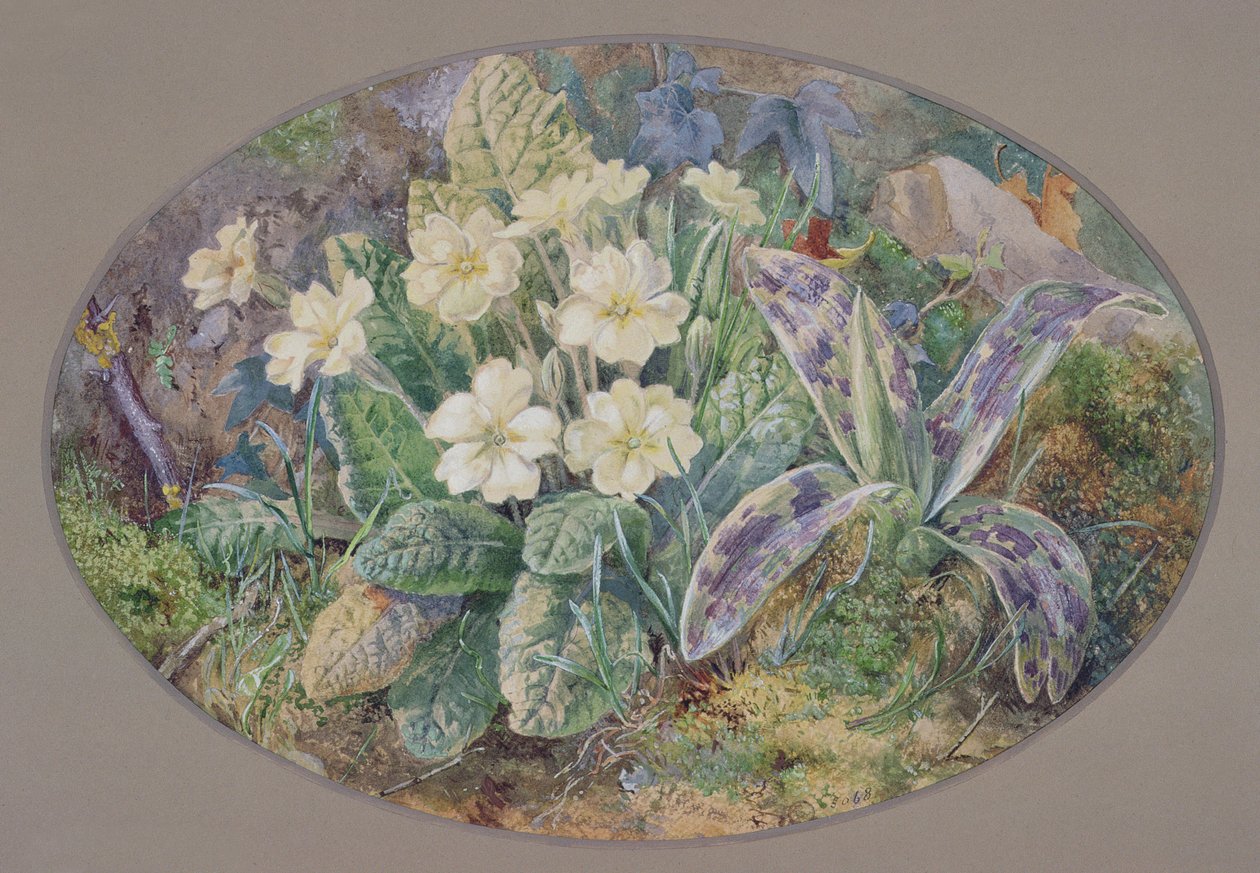 Primrose és orchidea alkotó: Thomas Collier