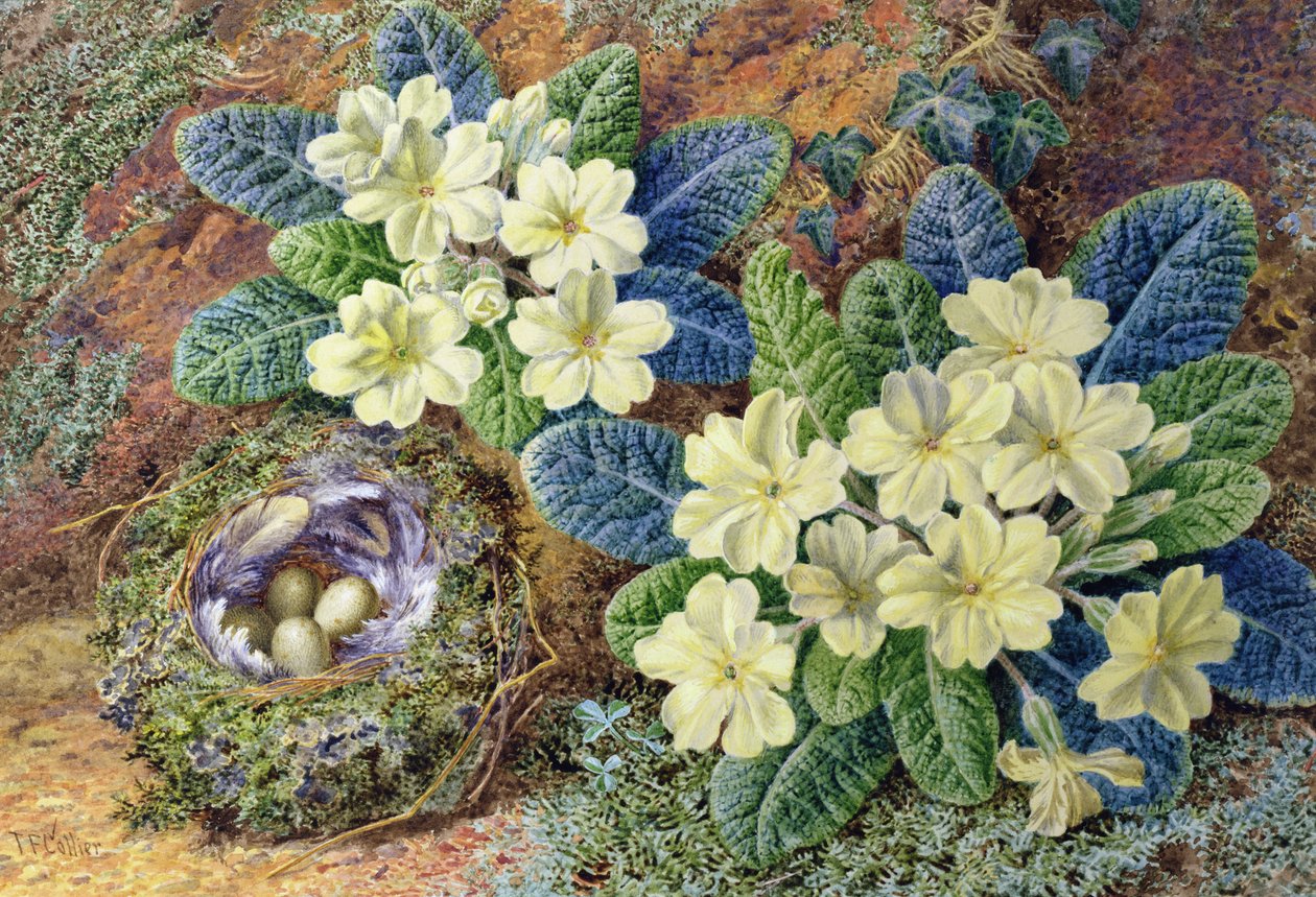 Primula és egy madárfészek (wc és gouache) alkotó: Thomas Collier