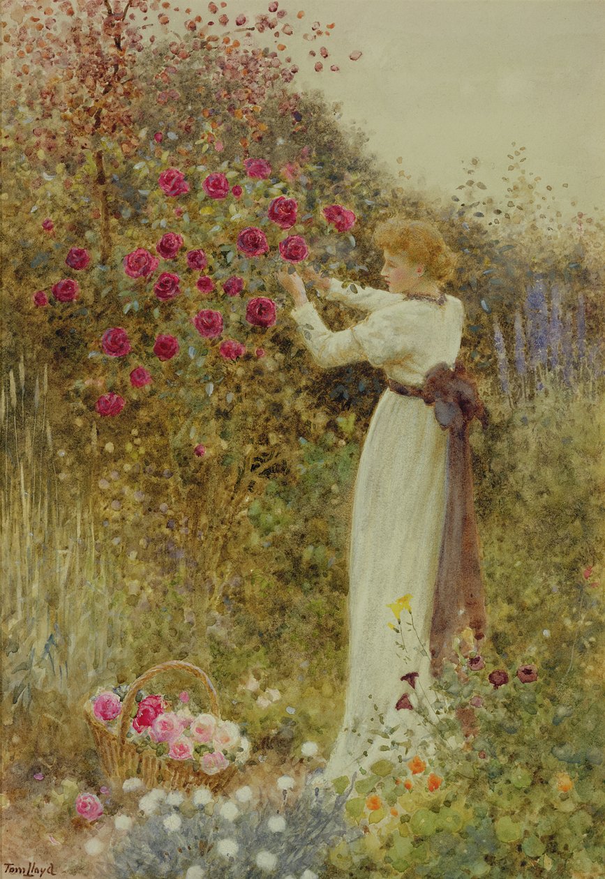 Roses, 1867 (wc, papíron testszín) alkotó: Thomas James Lloyd