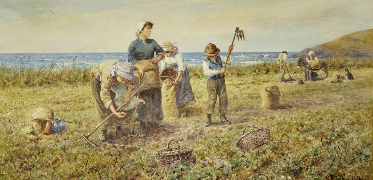 A burgonya betakarítása alkotó: Thomas James Lloyd