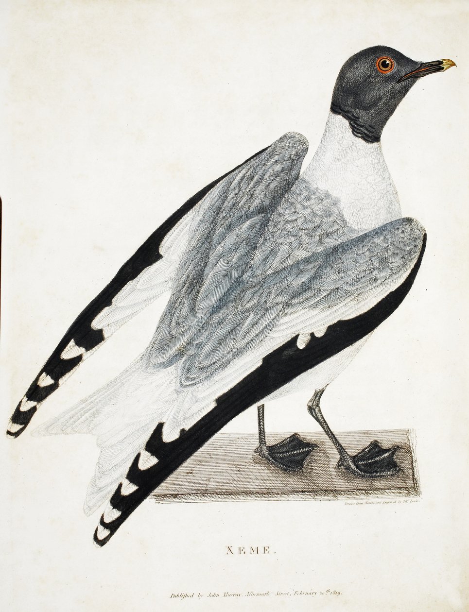 Xeme, illusztráció az A Voyage of Discovery...-ből, 1819 (kézzel színezett metszet) alkotó: Thomas Lewin