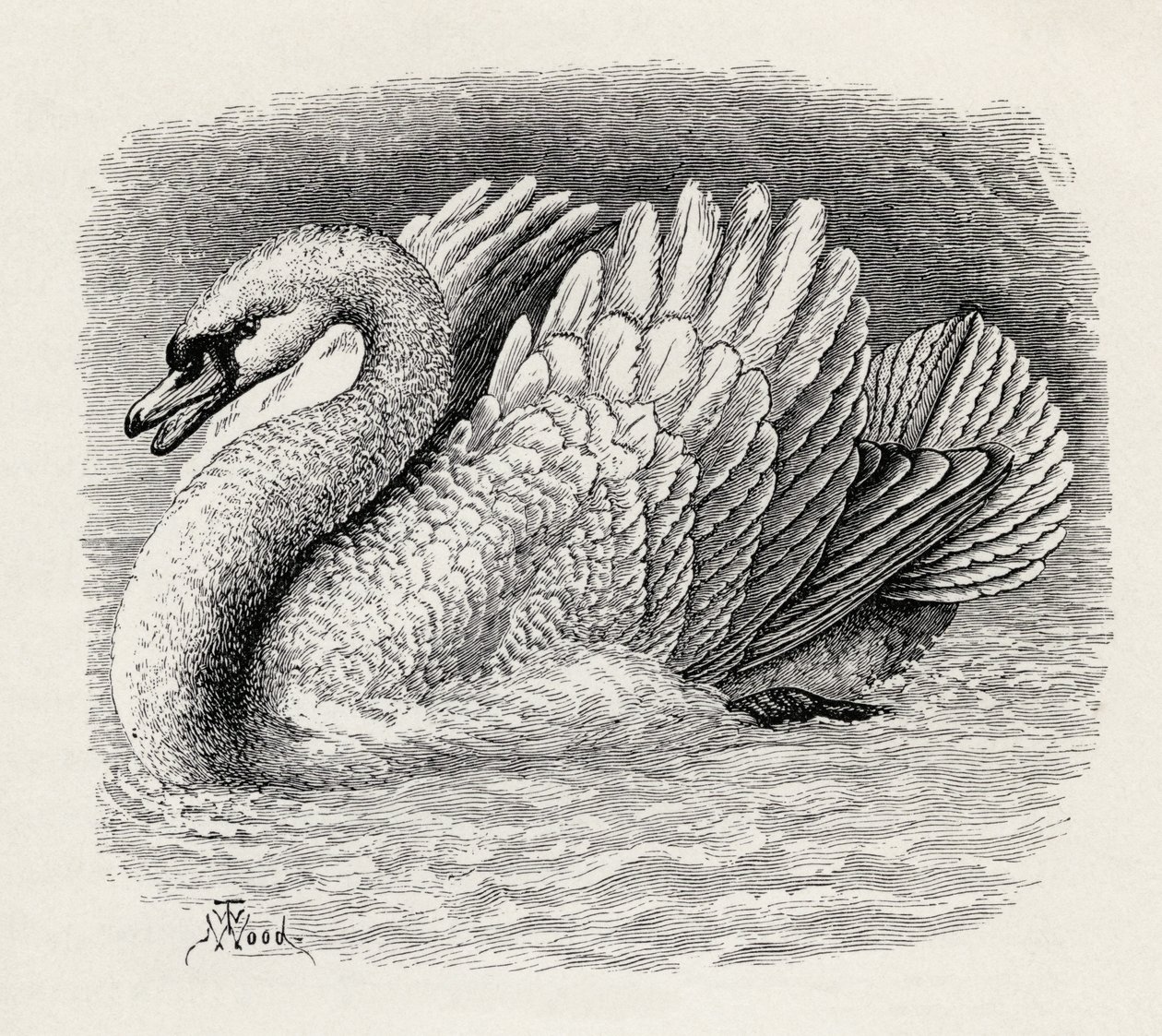 Hattyú elűz egy betolakodót Charles Darwin „Az érzelmek kifejezése az emberben és az állatokban” című művéből, 1872 alkotó: Thomas W. Wood