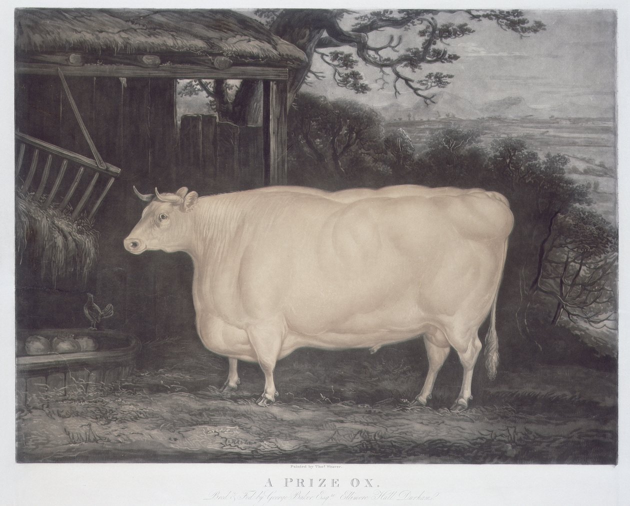 A Prize Ox, metszett John Thompson, Smeaton, Yorks, 1831 (színes metszet) alkotó: Thomas Weaver