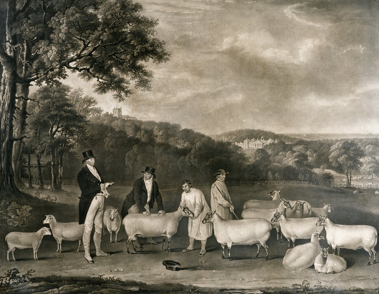 Thomas William Coke portréja, Esq. (1752-1842), néhány South Down-i bárányt megvizsgálva Walton úrral és a Holkham-pásztorokkal, William Ward (1766-1826) metszete, 1808 alkotó: Thomas Weaver