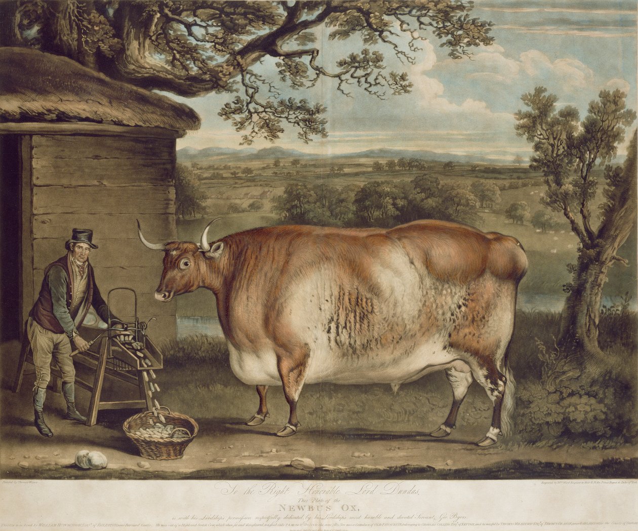 A Newbus Ox, W. Ward metszet, 1812 (színes metszet) alkotó: Thomas Weaver