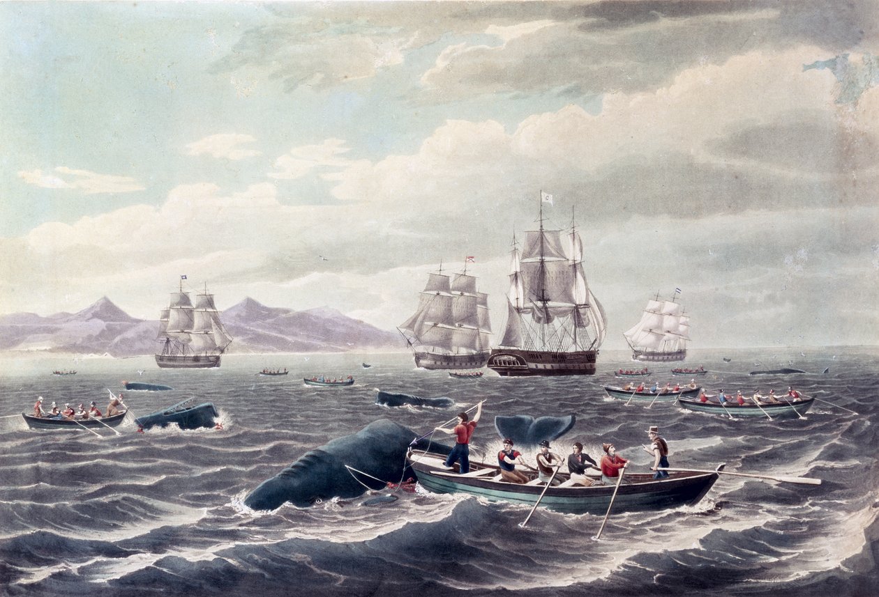 A Shoar of Sperm Whale, metszette J. Hill, megjelent 1838-ban (színes aquatinta) alkotó: Thomas (after) Birch