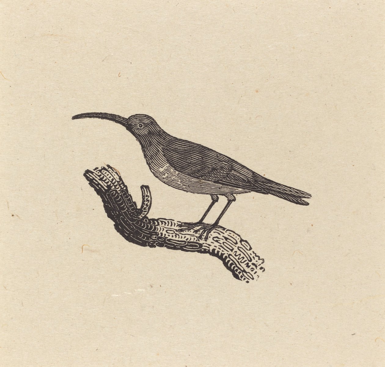 Egy madár alkotó: Thomas Bewick