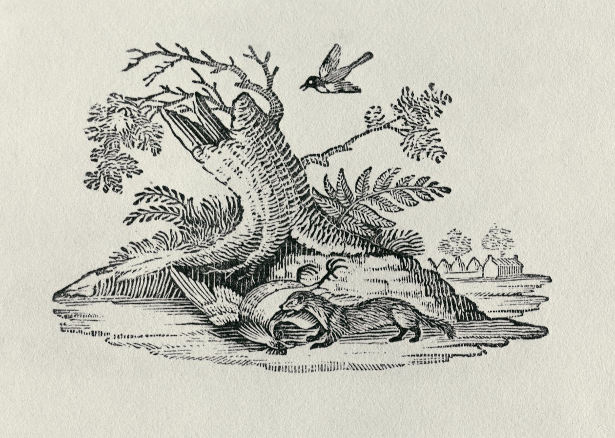 Civet kakassal a Négylábúak története című filmből, 1790 alkotó: Thomas Bewick