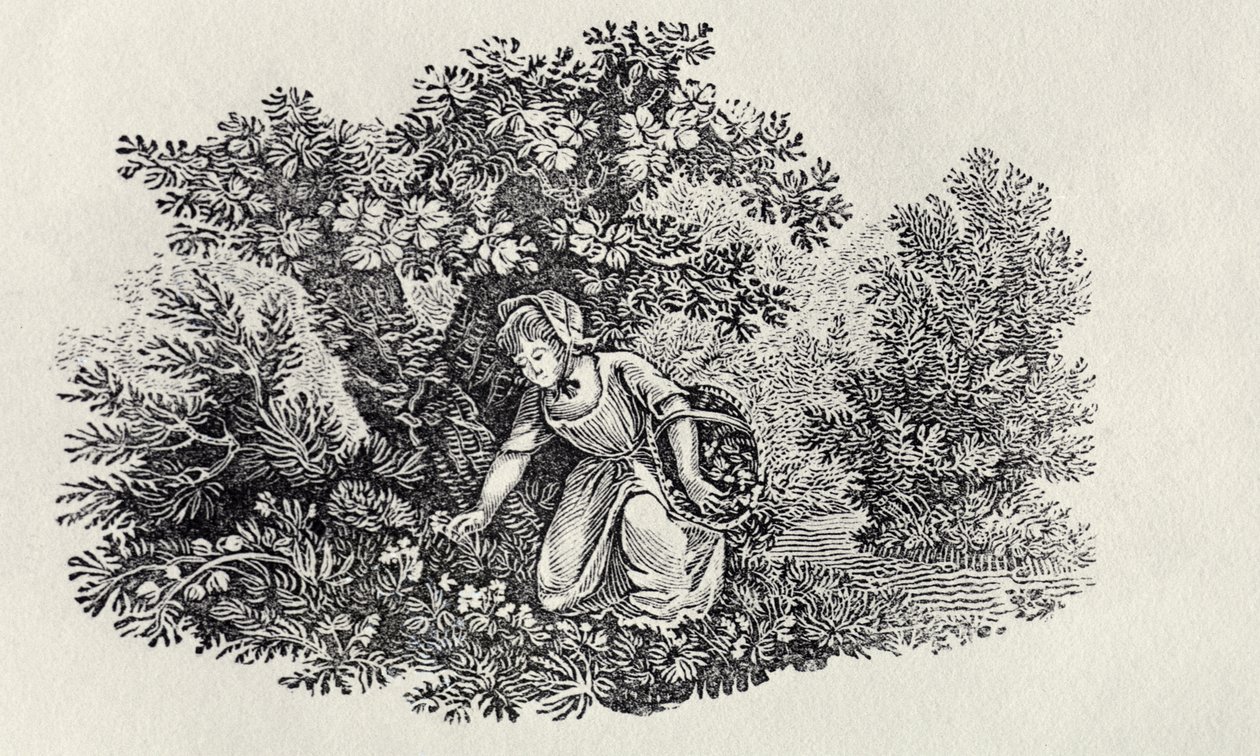 Virágokat gyűjtő lány a Brit madarak és négylábúak történelméből alkotó: Thomas Bewick